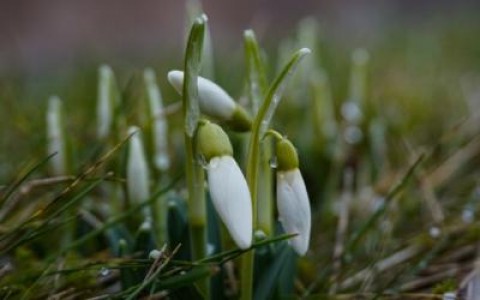 Prognoza agrometeorologica pentru perioada 21 - 27 februarie 2020