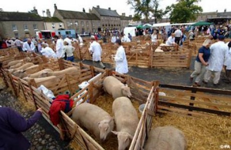ANSVSA organizeaza un exercitiu de simulare a aparitiei febrei aftoase in judetul Constanta