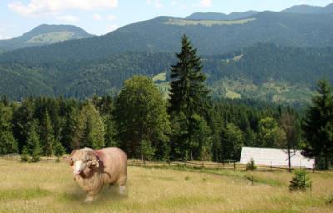 Oierii strang randurile si sustin ca autoritatile vor sa dezbine acest sector