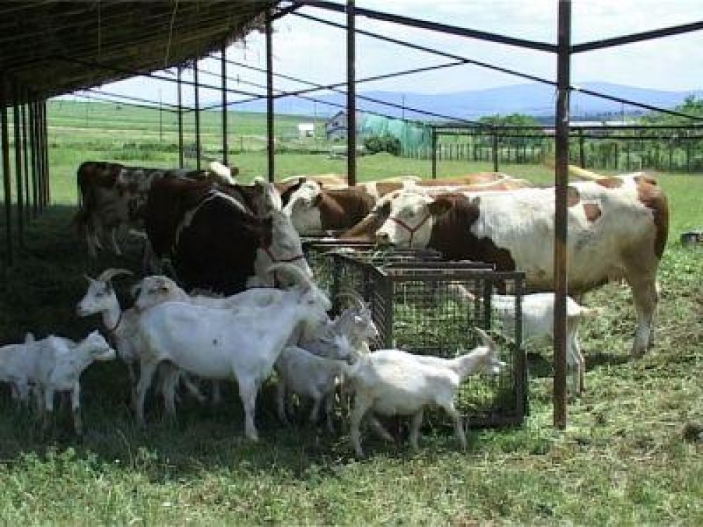 Efecte negative ale excesului de proteine la animalele domestice