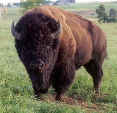 cea-mai-mare-ferma-de-bizoni-din-europa-a-fost-inaugurata-la-cluj