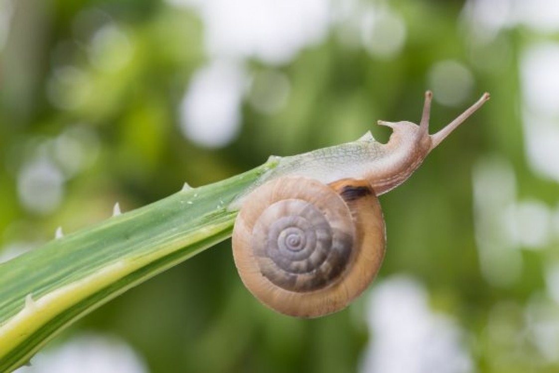 Ferma de melci. Alegerea si pregatirea terenului destinat fermei
