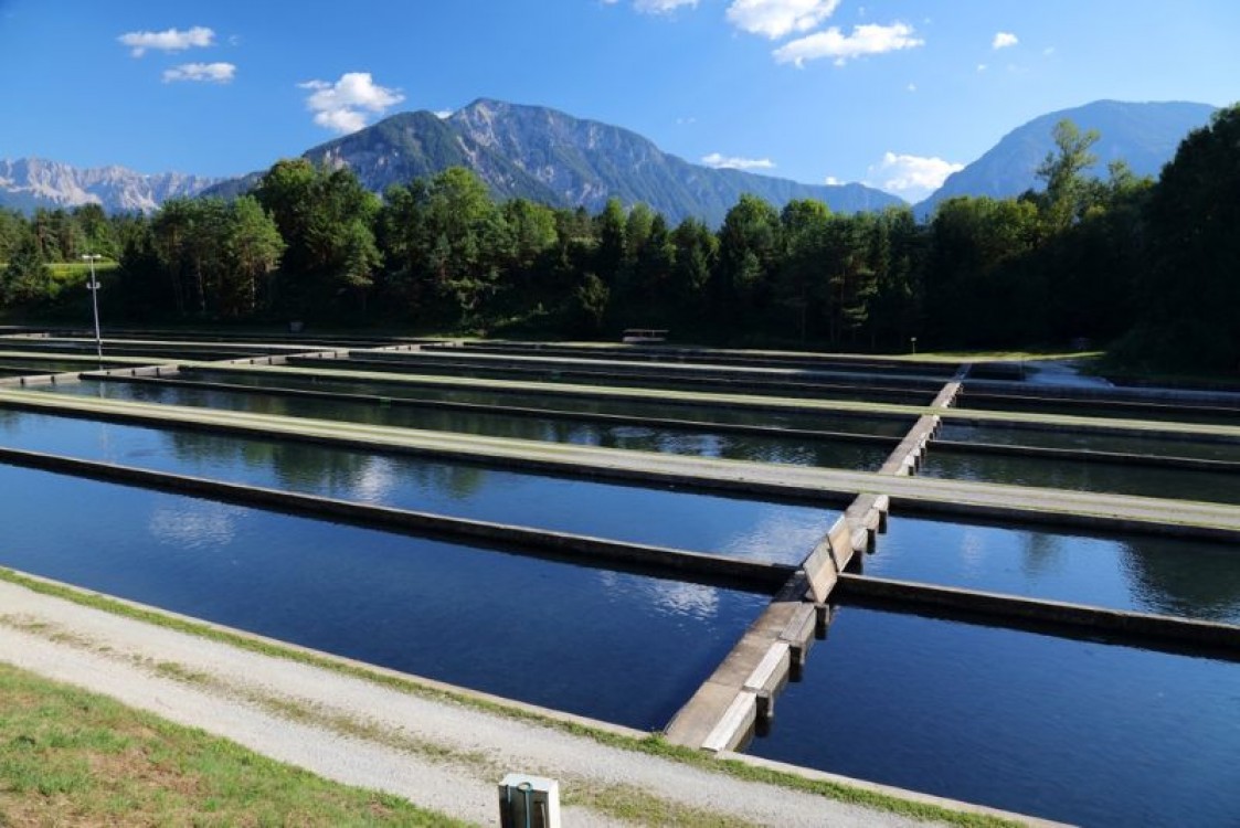 Ferma piscicola sustenabila: ce ai de facut pentru o afacere in acvacultura