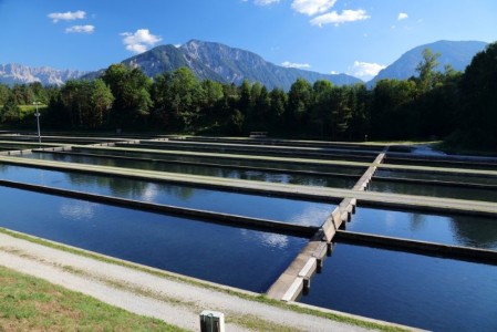 Ferma piscicola sustenabila: ce ai de facut pentru o afacere in acvacultura