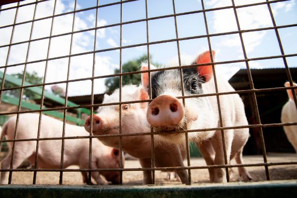 Ferma porci ecologici: Mangalita si Vietnamezi