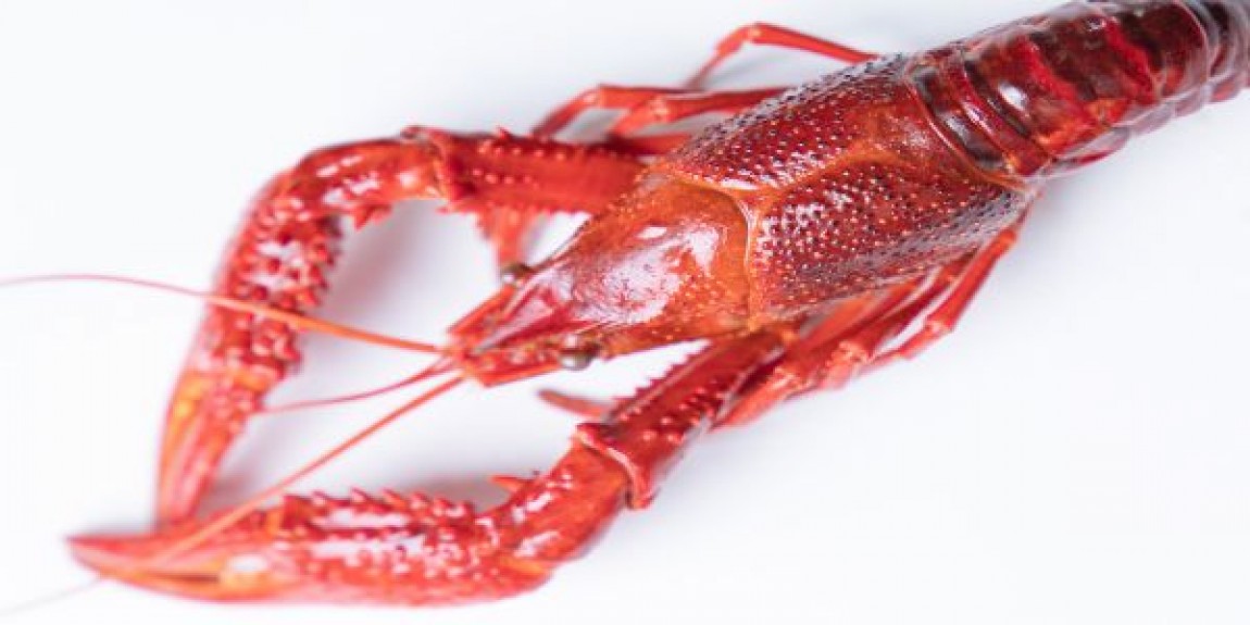 Ferma de raci. Pregatirea hranei