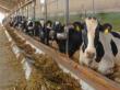 Fonduri europene pentru fermierii care doresc sa infiinteze o exploatatie zootehnica