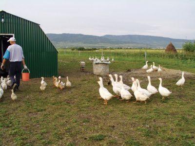 marea-majoritate-a-fermelor-romanesti-au-suprafete-mai-mici-de-cinci-hectare