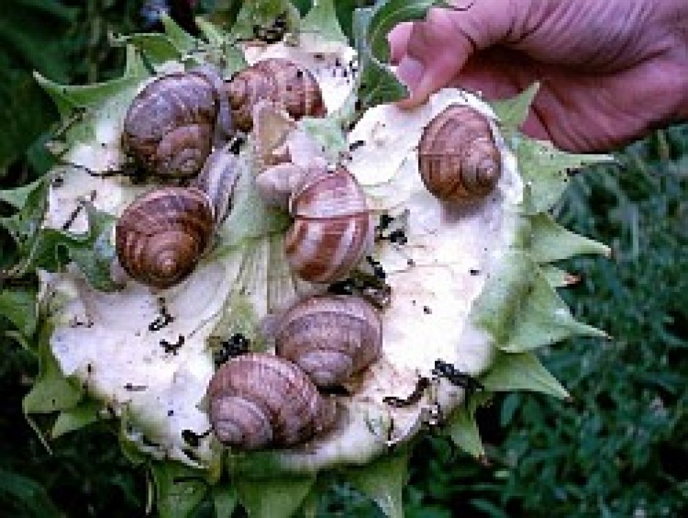 Cum sa faci din cresterea melcilor o afacere profitabila?