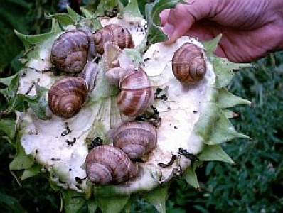 Cum sa faci din cresterea melcilor o afacere profitabila?