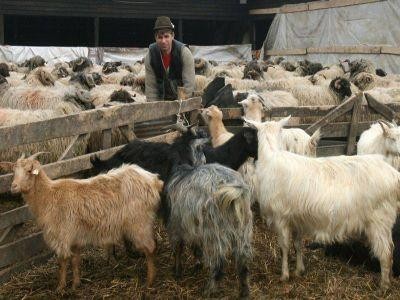 Plafoanele de finantare pentru infiintarea de ferme zootehnice