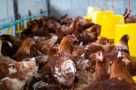 MADR prelungeste termenul pentru investitiile in fermele de porci si pasari