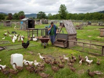 Crescatorii de pasari anunta cresteri de pret
