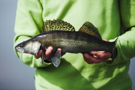 Ferma piscicola in Romania. Cresterea salaului