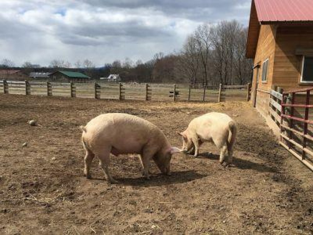 Incepand de luni, se depun cererile de ajutor in cadrul masurii 215 - bunstarea la porcine