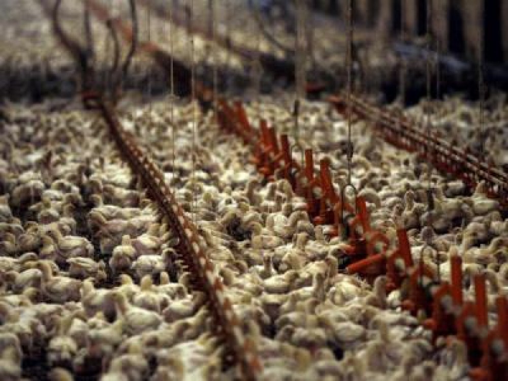 Avicola Crevedia a intrat in insolventa