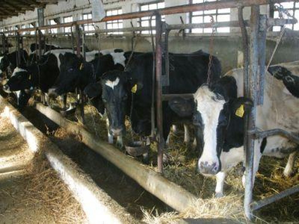 Ce fonduri europene pot accesa fermierii care doresc sa infiinteze o exploatatie zootehnica