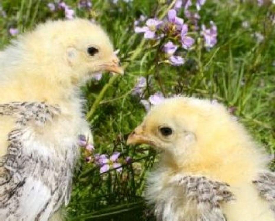Fermele avicole abandonate din Romania sunt reconditionate de italieni