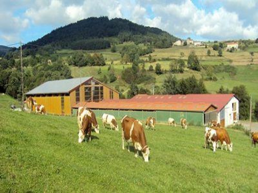 O treime din gospodariile agricole din Uniunea Europeana sunt in Romania