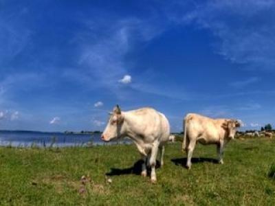 Ministerul agriculturii finanteaza 1.000 de ferme familiale