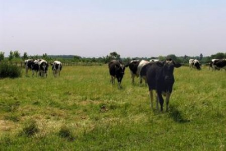 Platile efectuate catre fermierii romani au depasit 5 miliarde de euro