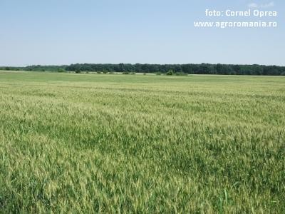 Ultima ora: A fost prelungit termenul de depunere a proiectelor pentru finantarea fermelor de subzistenta