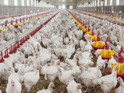industria-avicola-din-romania-in-cadere-libera