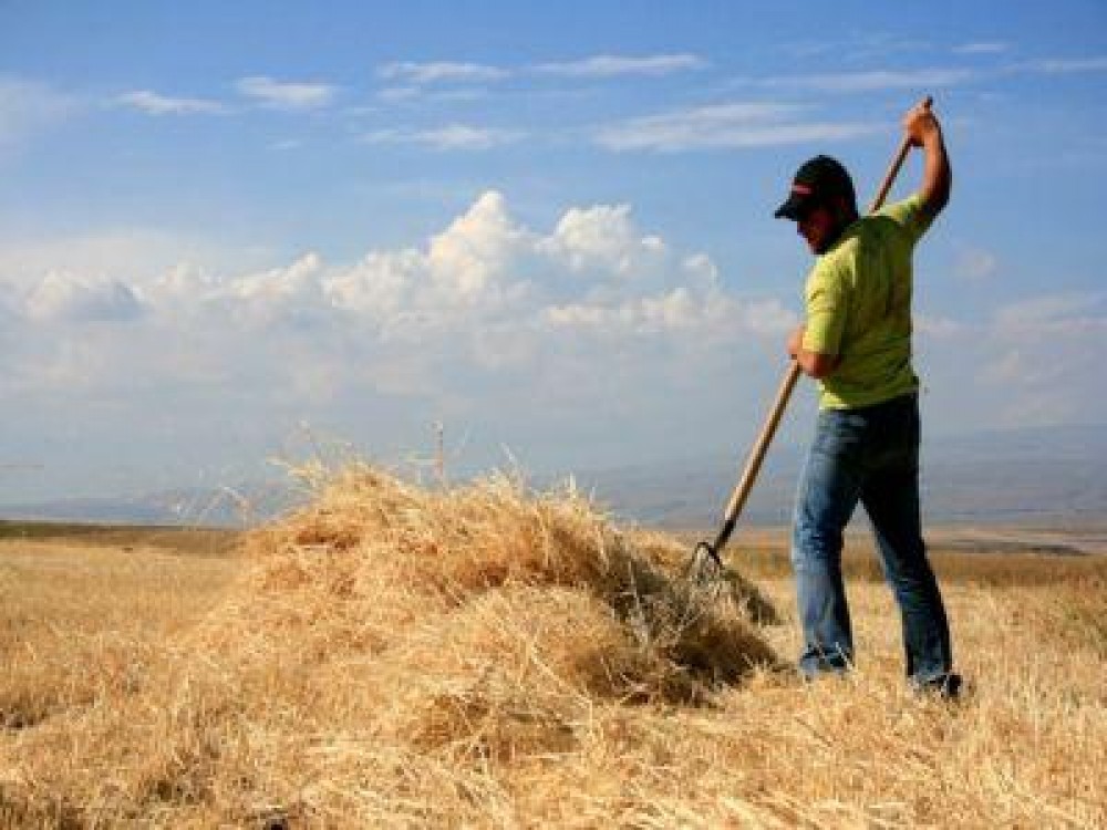 Solicitari de 256 milioane de euro pentru dezvoltarea fermelor mici prin PNDR 2020