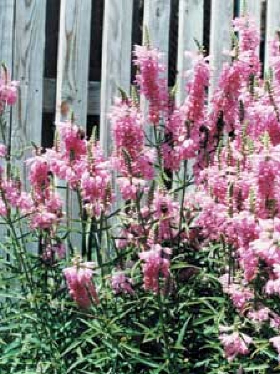 Fisostegia sau rachitica (Physostegia virginiana)