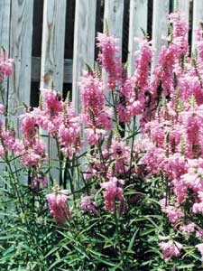 Fisostegia sau rachitica (Physostegia virginiana)