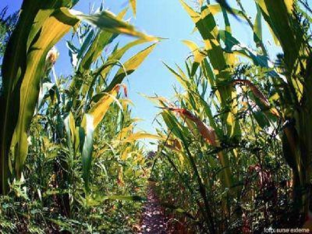 Ce tratamente fitosanitare se aplica in culturile de porumb, sfecla de zahar si floarea soarelui