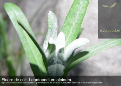 După 40 de ani, revine în actualitate: floarea de colţ cultivată în grădini