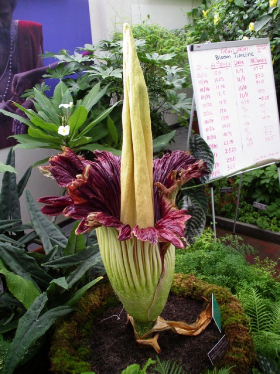 Cum infloreste floarea cadavru? - Amorphophallus titanum