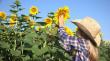 Floarea soarelui Biocrop: hibrizi pentru performanta in culturi