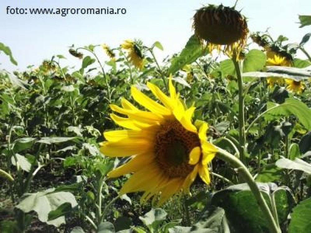 Daniel Botanoiu: Acoperim necesarul de floarea soarelui pentru fabricile de ulei