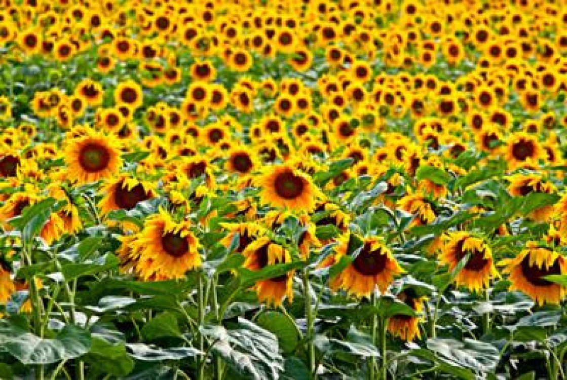 Productia de floarea soarelui este redusa la jumatate