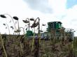 Floarea soarelui 2013: Buzoienii se asteapta la productii de peste doua tone la hectar
