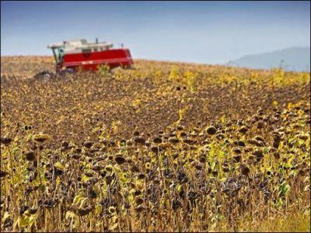 Fermierii au inceput mai devreme lucrarile de recoltare la floarea soarelui