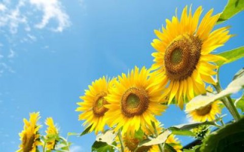 In doar 4 luni Romania a exportat peste o jumatate de milion de tone de floarea-soarelui