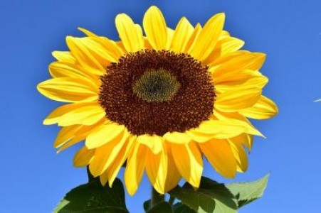 Premiera. Romania importa seminte de floarea-soarelui din Argentina