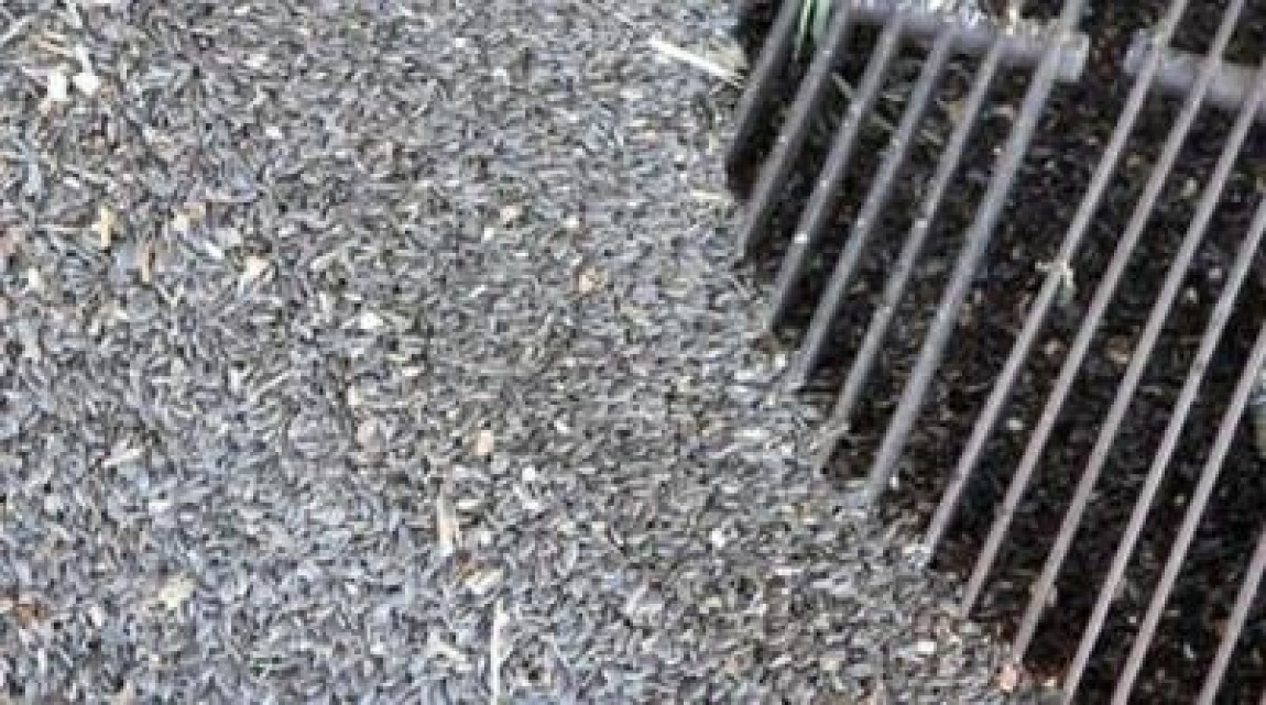 Floarea soarelui pare sa fie pariul castigator in 2012