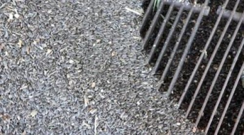 Floarea soarelui pare sa fie pariul castigator in 2012