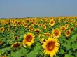 Previziuni floarea-soarelui 2011: productia estimata, stadiul recoltarii si evolutia pretului