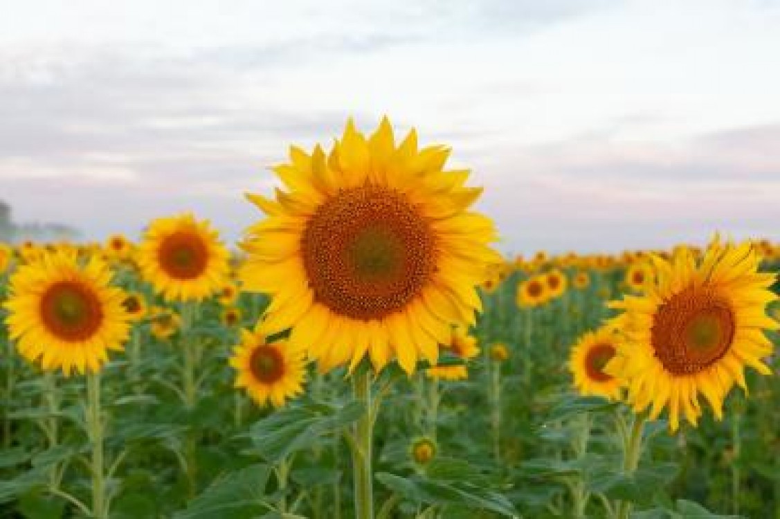 Cum alegi hibridul si sistemul de productie la floarea-soarelui