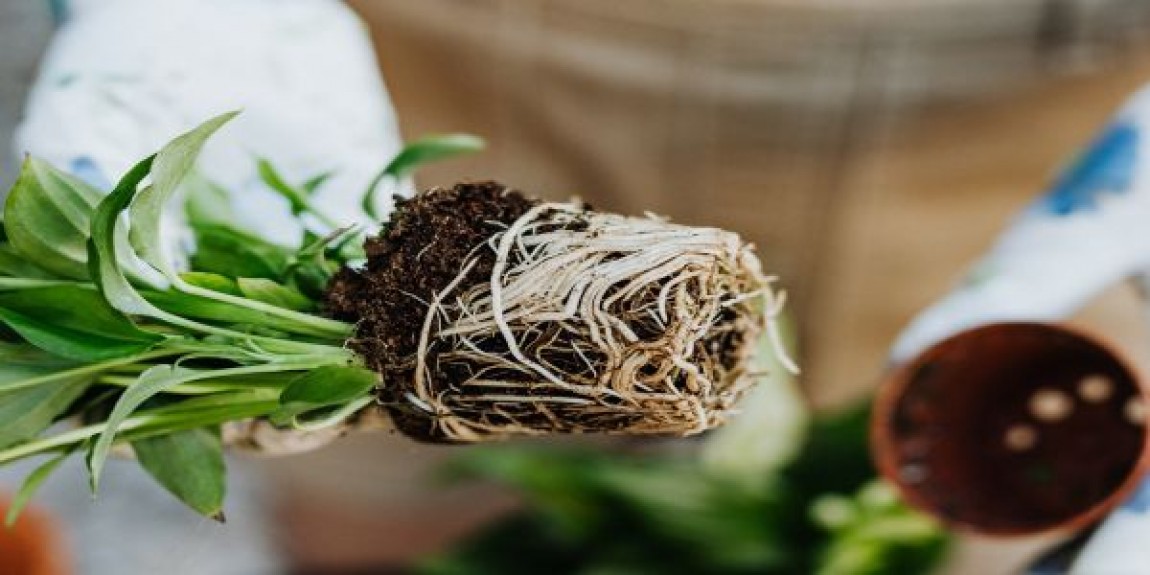 Flori in ghiveci. Perioada semanatului