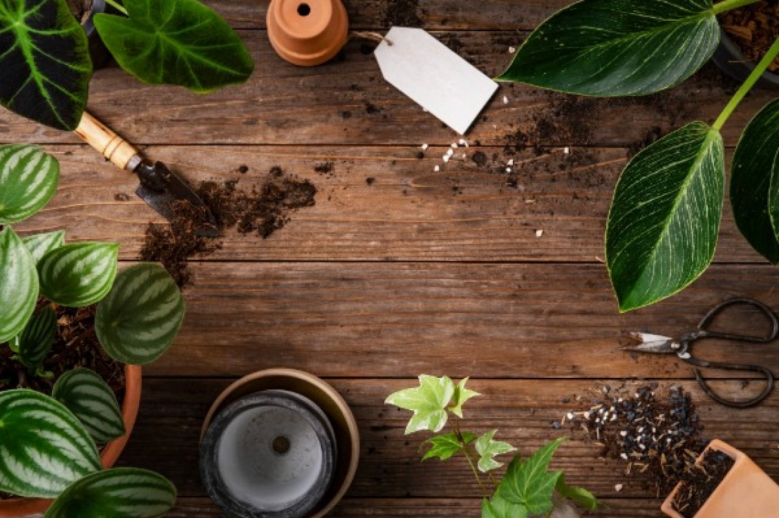 Tehnologia de cultivare a florilor. Cerinte legate de lumina