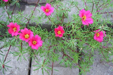 Gradina cu pietre