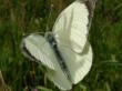 Tratamente impotriva fluturelui alb al verzei, compatibile cu agricultura ecologica