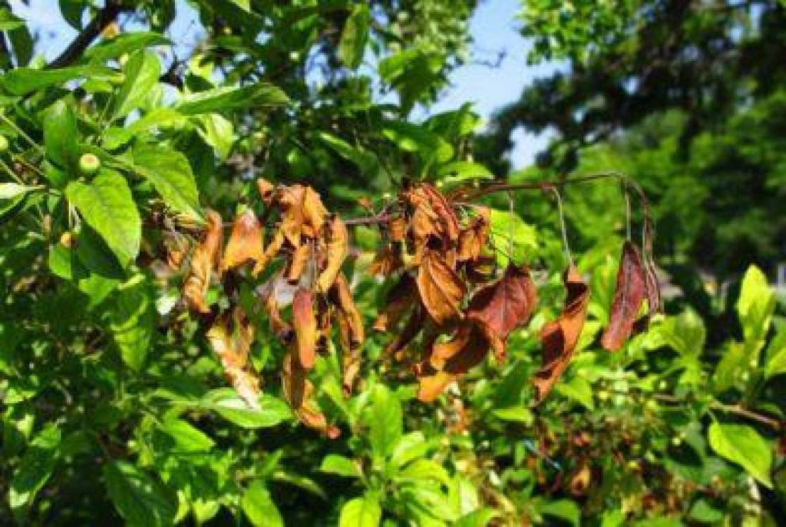 Focul bacterian continua sa produca pagube in livezile din Mures