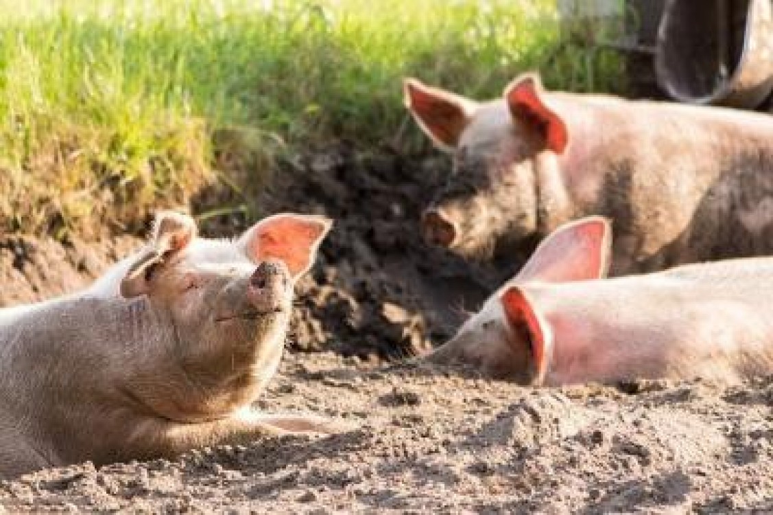 ANSVSA confirma: Focarele active de PPA au crescut